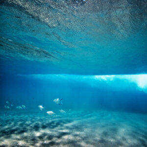 Rolling with the Fish