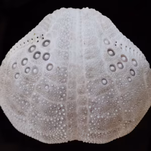 Dried Sea Urchin